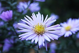 花,紫,开花