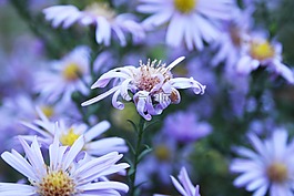 花,紫,開(kāi)花