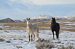 馬匹,mustangs,野生