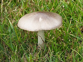 蘑菇,草坪,真菌