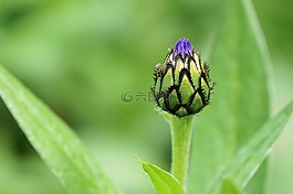 矢車(chē)菊,花,開(kāi)花