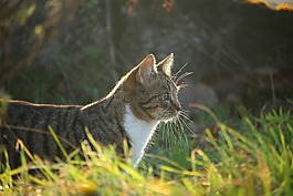 猫,秋季,草
