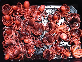 章魚(yú),食品,廚房