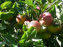 水果,蘋果,美味