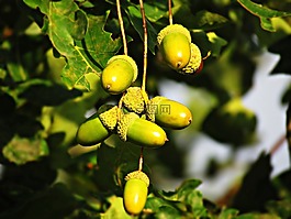 橡樹(shù),樹(shù),橡子