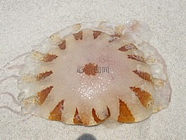 海蜇,棕色,自然