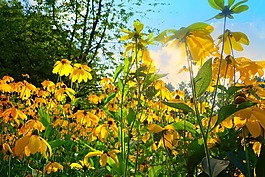 锥花,黄色锥花,花