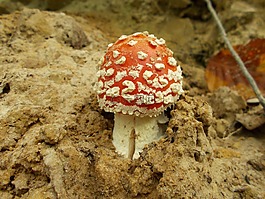 飛木耳,蘑菇,膏