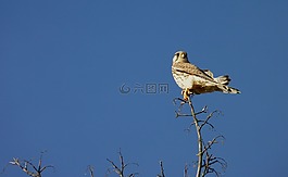 獵鷹,鳥(niǎo),天空