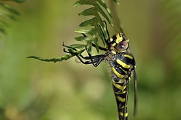 金環(huán)繞的蜻蜓,自然,野生動物