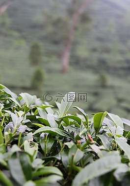 臺(tái)灣,t恤,種植園