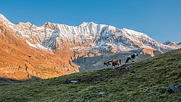 奶牛,牧场,高山