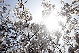 櫻花盛開(kāi),春天,鮮花