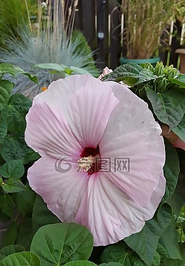 粉紅色的花,芙蓉