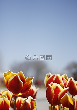郁金香,春天,鮮花