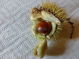 秋季,板栗,刺
