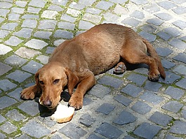 狗,動物,餓了