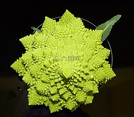 蔬菜,romaneco,綠色