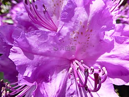 開花,杜鵑,春天
