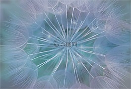 蒲公英,自然,軟