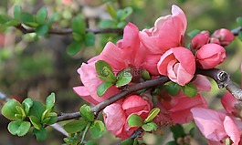 花,花瓣,茛