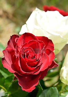 玫瑰,花卉,性質(zhì)