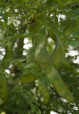 豆莢,綠色,樹