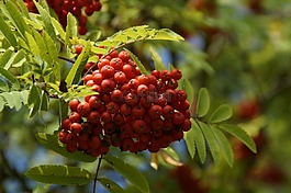山灰,浆果,rowanberries
