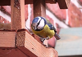 鳥,動物王國,小