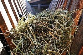 干草,貢獻,寵物食品
