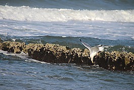 海灘,海鷗,海