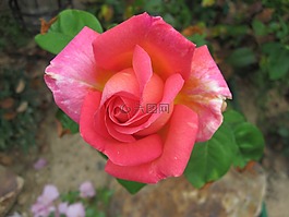 芝加哥,和平,玫瑰