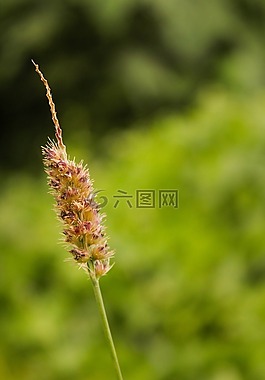 植物,鮮花,綠色