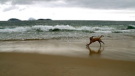 狗,海滩,运行