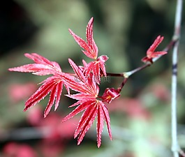 宏碁corallinum,樹,葉