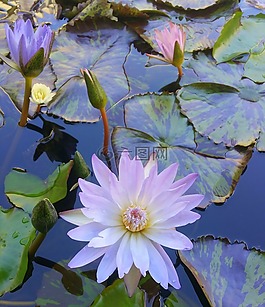 睡蓮,鮮花,粉紅色