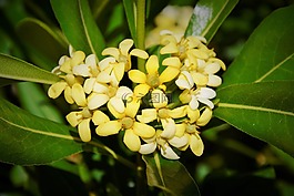 鮮花,花,性質(zhì)