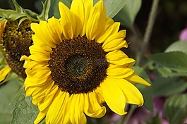 太陽花,開花,花