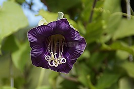 蝙蝠花,花,盛开