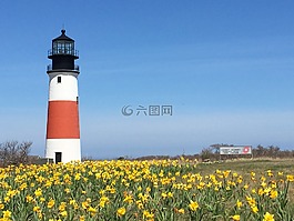 燈塔,水仙,陽光燦爛的日子