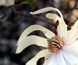 玉蘭,開花,春天