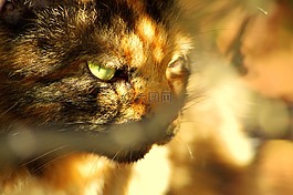 猫咪,野兽,宠物