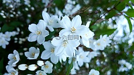 后白,白花,夏季