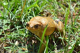 蟾蜍,青蛙,兩棲動物