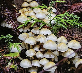 蘑菇,森林,自然