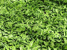 熊的大蒜,性質(zhì),春天