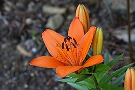 花,植物,橙色