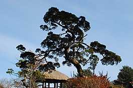 景觀,松,木材