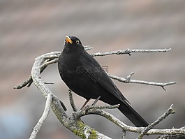 黑鳥,性質(zhì),鳴鳥