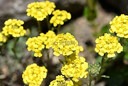 花,黃色,春天的花